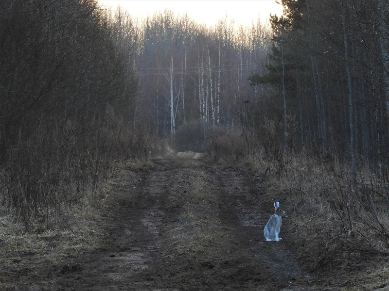 Линяющий заяц-беляк. Фото В.Ю. Архипова.